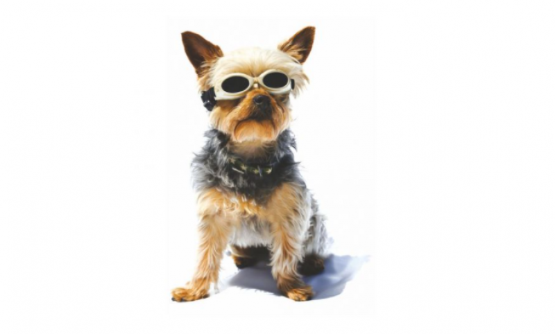 Lunettes de Protection laser pour les animaux