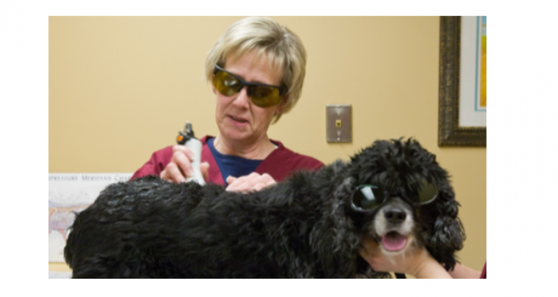 Lunettes de Protection laser pour les animaux
