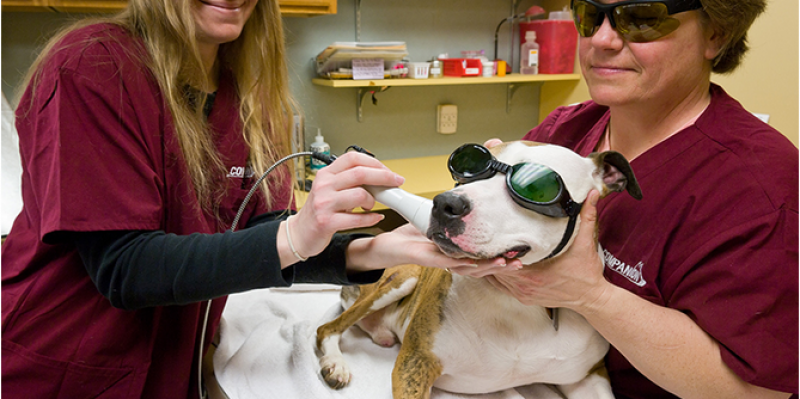 Lunettes de Protection laser pour les animaux